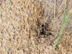 Camponotus consobrinus