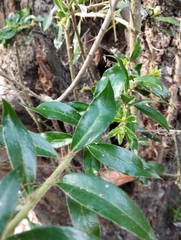 Archidasyphyllum excelsum