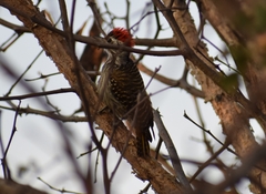 Chloropicus fuscescens