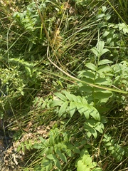 Polemonium occidentale occidentale
