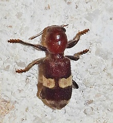 Enoclerus quadrisignatus