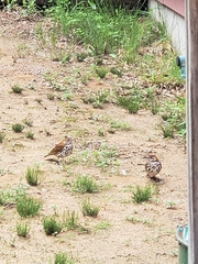 Hylocichla mustelina