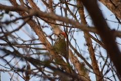 Chloropicus fuscescens