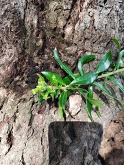 Archidasyphyllum excelsum