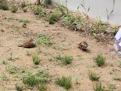 Hylocichla mustelina
