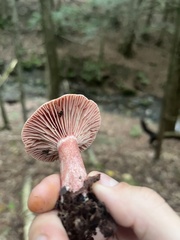 Lactarius subpurpureus