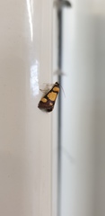 Deuterarcha xanthomela