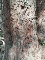 Archidasyphyllum excelsum