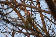 Chloropicus fuscescens