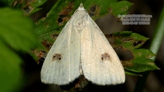 Rivula sericealis