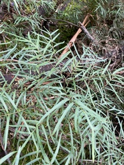 Polyscias sambucifolia