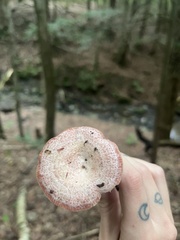 Lactarius subpurpureus
