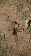 Tigrosa georgicola