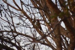 Chloropicus fuscescens