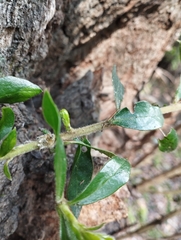 Archidasyphyllum excelsum