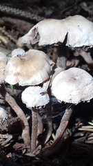 Asterophora lycoperdoides