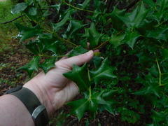 Ilex cornuta