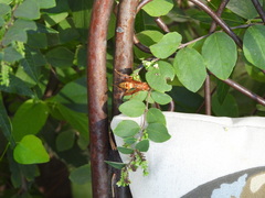 Polistes apachus