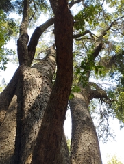 Archidasyphyllum excelsum