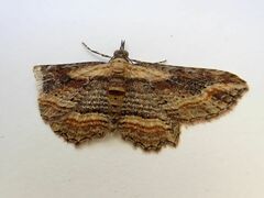 Chloroclystis filata