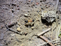 Camponotus consobrinus