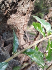 Archidasyphyllum excelsum