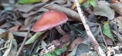 Leratiomyces ceres