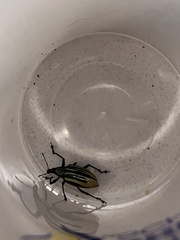 Diaprepes abbreviatus