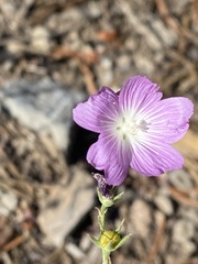 Sidalcea