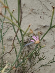 Lygodesmia juncea