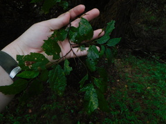 Celtis laevigata