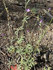Sidalcea