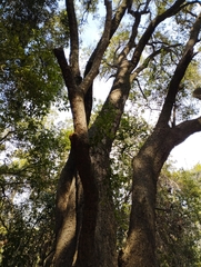 Archidasyphyllum excelsum