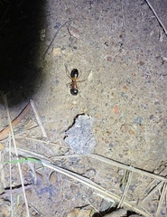Camponotus consobrinus