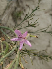 Lygodesmia juncea