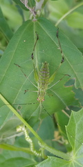 Phaneroptera
