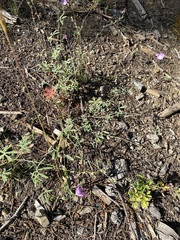 Sidalcea