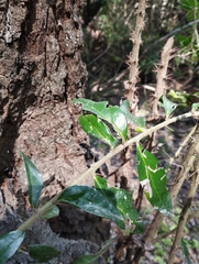 Archidasyphyllum excelsum