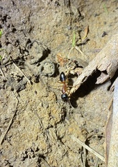 Camponotus consobrinus