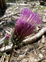 Cirsium andersonii