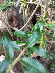 Archidasyphyllum excelsum