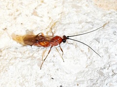 Cynipoidea