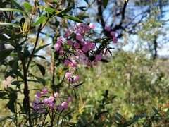 Boronia
