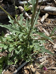 Cirsium andersonii