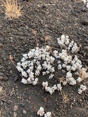 Eriogonum ovalifolium