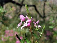 Boronia