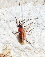 Cynipoidea