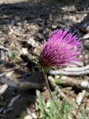 Cirsium andersonii