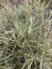 Senecio cinerarioides