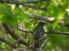 Myiarchus
